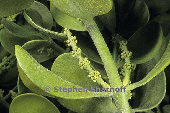 phoradendron leucarpum ssp macrophyllum 2 graphic
